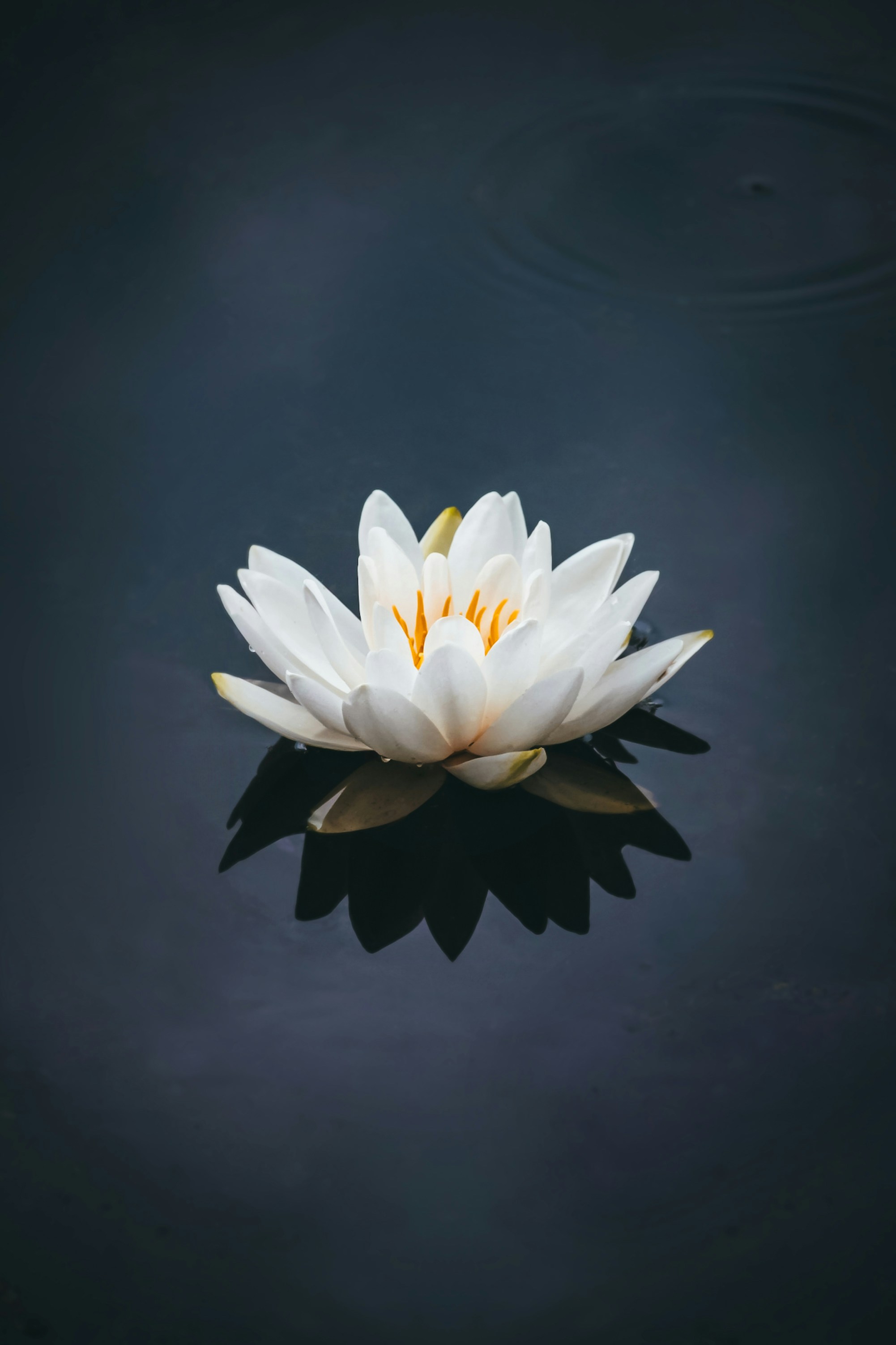 Lotus on still water